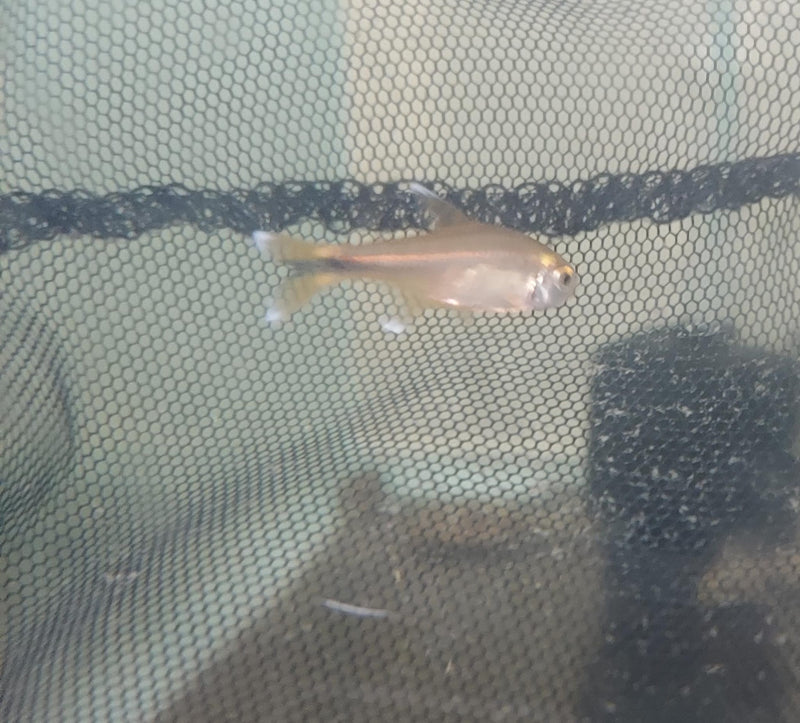 5 COLORFUL SILVERTIP TETRA (Hasemania nana)