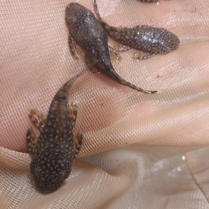 3 CHOCOLATE BRISTLENOSE 1.5 INCHES (Ancistrus sp)