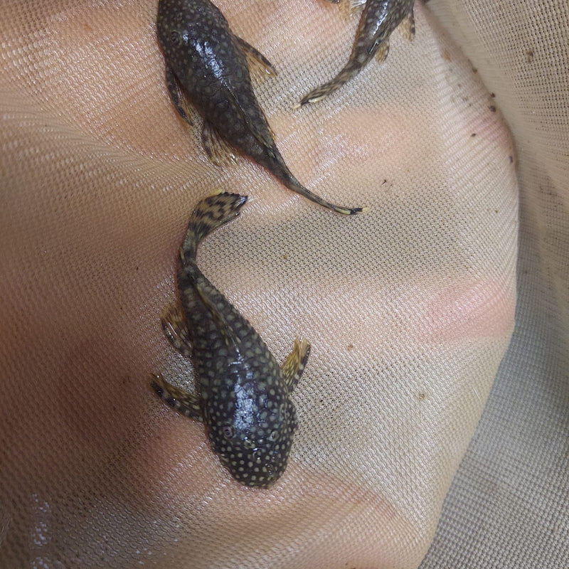 3 CHOCOLATE BRISTLENOSE 1.5 INCHES (Ancistrus sp)