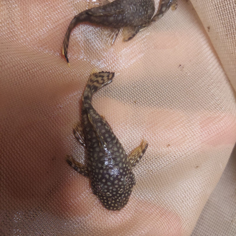 3 CHOCOLATE BRISTLENOSE 1.5 INCHES (Ancistrus sp)