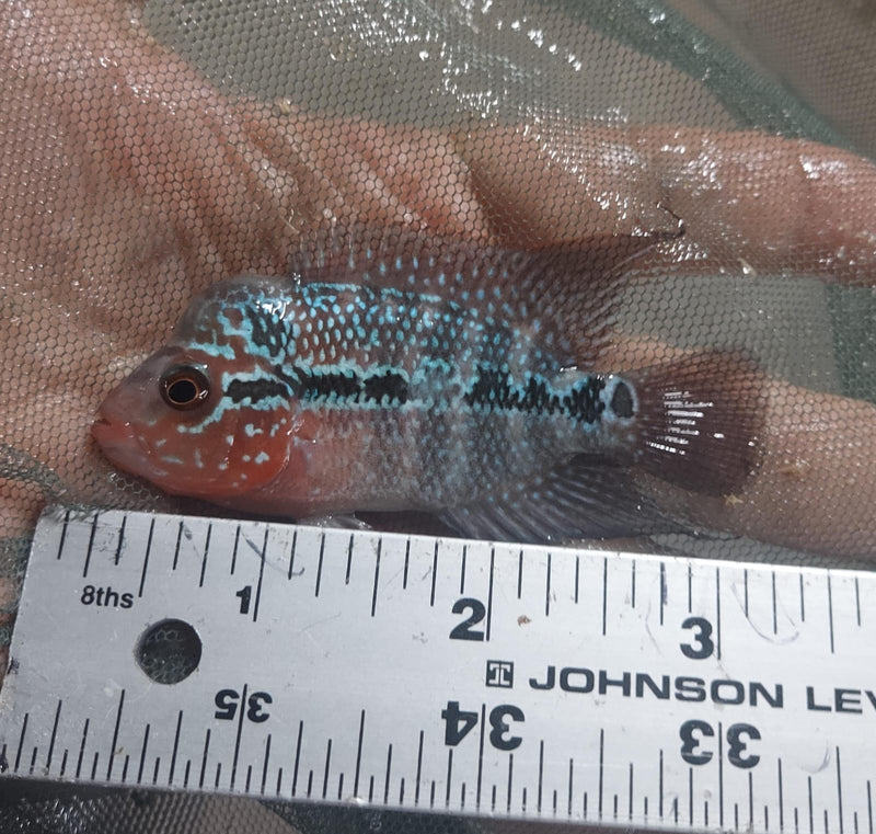 OUTSTANDING RED WARRIOR FLOWERHORN 3 INCHES UNSEXED
