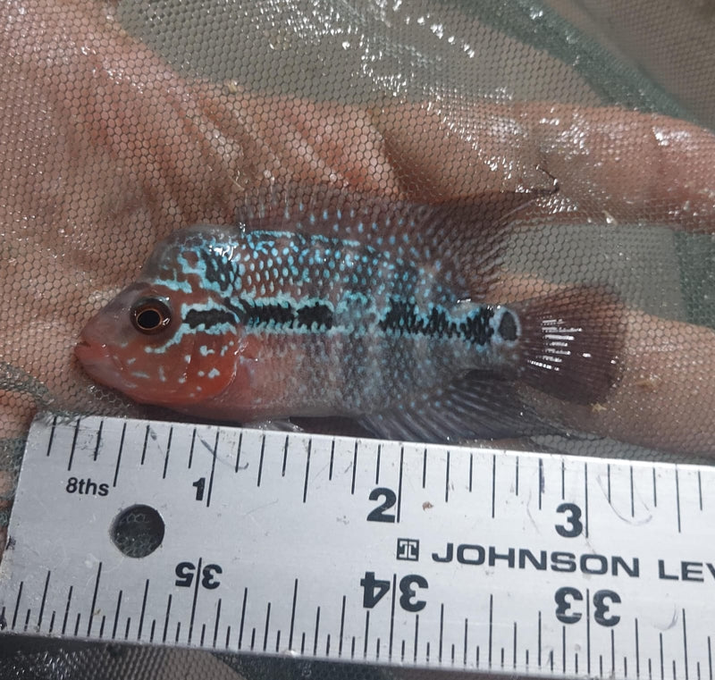 OUTSTANDING RED WARRIOR FLOWERHORN 3 INCHES MALE