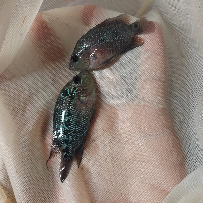 BEAUTIFUL RED WARRIOR FLOWERHORN 2 TO 2.5 INCHES UNSEXED