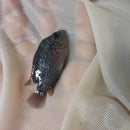 BEAUTIFUL RED WARRIOR FLOWERHORN 1.5 to 2 INCHES UNSEXED