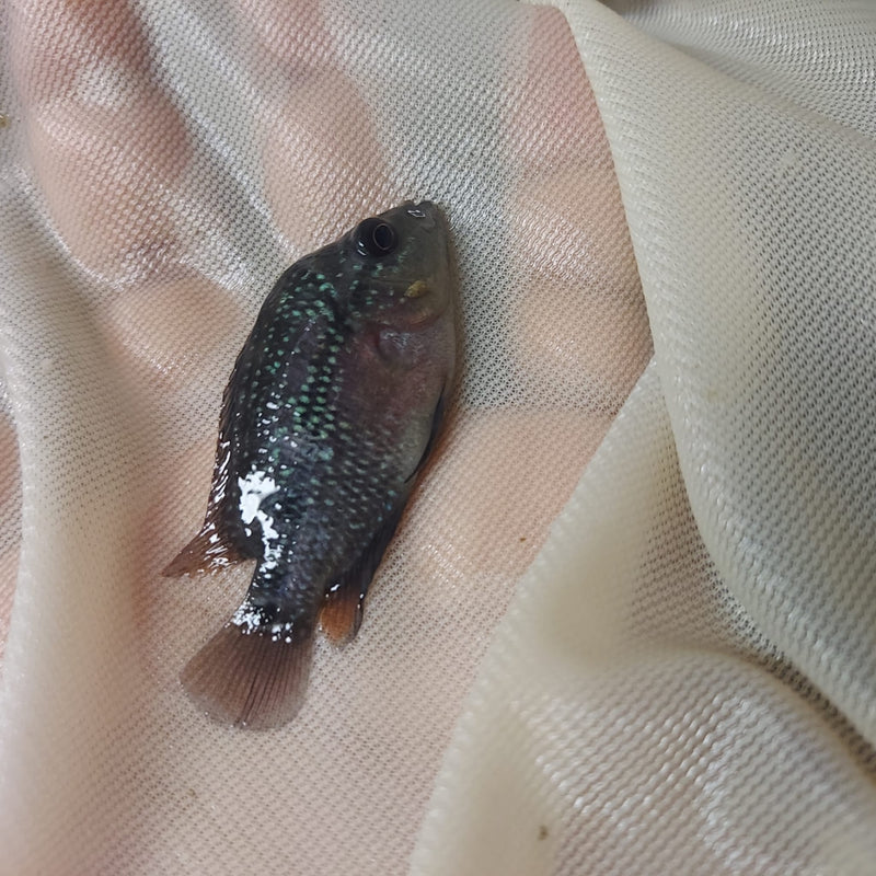 BEAUTIFUL RED WARRIOR FLOWERHORN 2 TO 2.5 INCHES UNSEXED