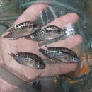 OUTSTANDING JACK DEMPSEY 1.5 INCHES UNSEXED (Rocio octofasciata)