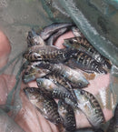 OUTSTANDING JACK DEMPSEY 1.5 INCHES UNSEXED (Rocio octofasciata)