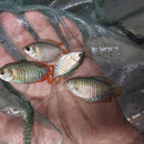 2 BEAUTIFUL DWARF GOURAMI MALE (Trichogaster lalius)