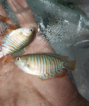 2 BEAUTIFUL DWARF GOURAMI MALE (Trichogaster lalius)