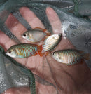 2 BEAUTIFUL DWARF GOURAMI MALE (Trichogaster lalius)