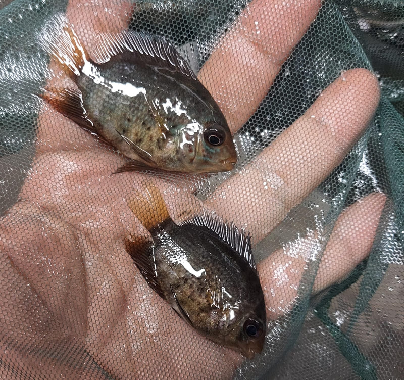 RED SPOTTED RED RAINBOW SEVERUM CICHLID 1 to 1.5" UNSEXED