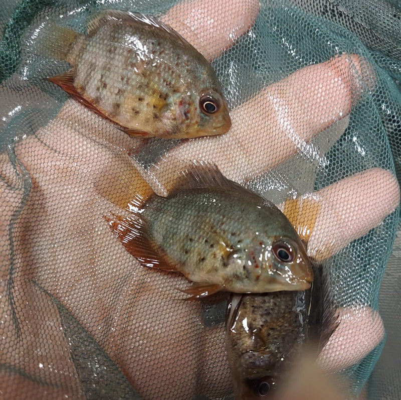 RED SPOTTED RED RAINBOW SEVERUM CICHLID 1 to 1.5" UNSEXED