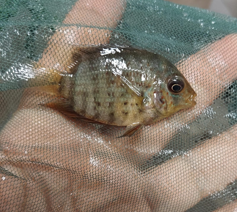 RED SPOTTED RED RAINBOW SEVERUM CICHLID 1 to 1.5" UNSEXED