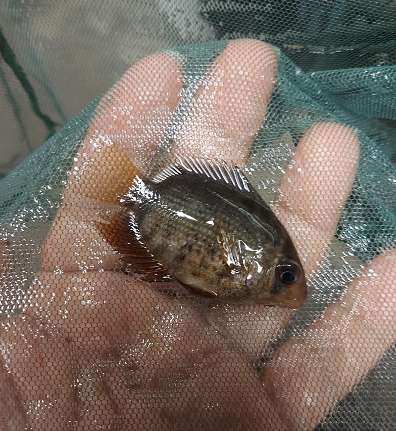 RED SPOTTED RED RAINBOW SEVERUM CICHLID 1 to 1.5" UNSEXED