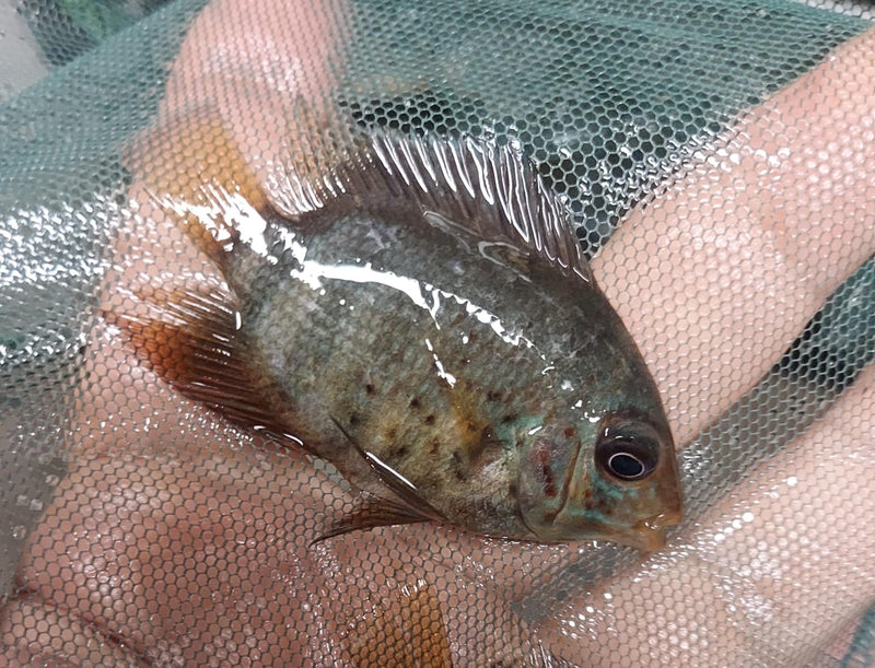 RED SPOTTED RED RAINBOW SEVERUM CICHLID 1 to 1.5" UNSEXED