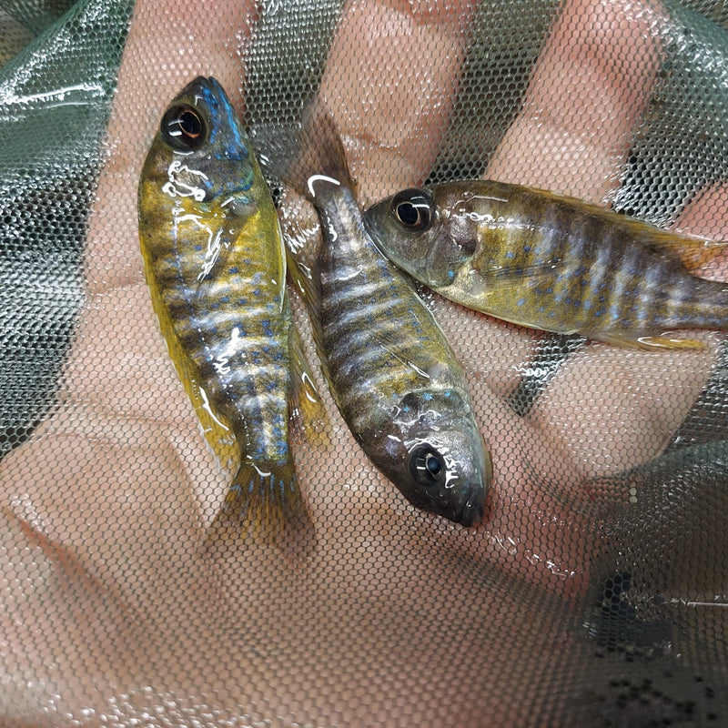 OUTSTANDING YELLOW SUNSHINE PEACOCK 2 INCHES UNSEXED (Aulonocara Sp)