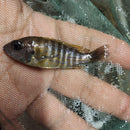 OUTSTANDING YELLOW SUNSHINE PEACOCK 2 INCHES UNSEXED (Aulonocara Sp)