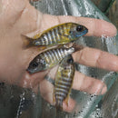 OUTSTANDING YELLOW SUNSHINE PEACOCK 2 INCHES UNSEXED (Aulonocara Sp)