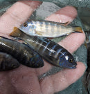 ELONGATUS CHAILOSI  (Metriaclima Sp) 1.75 TO 2  INCHES UNSEXED