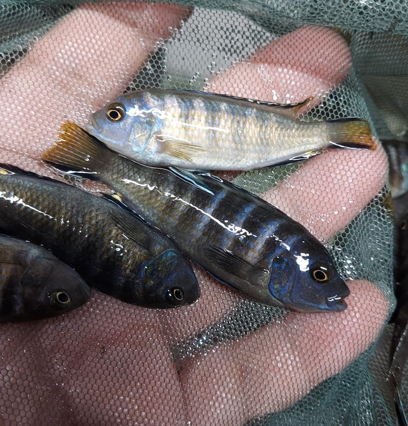 ELONGATUS CHAILOSI  (Metriaclima Sp) 2 TO 2.5 INCHES UNSEXED