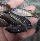 ELONGATUS CHAILOSI  (Metriaclima Sp) 1.75 TO 2  INCHES UNSEXED