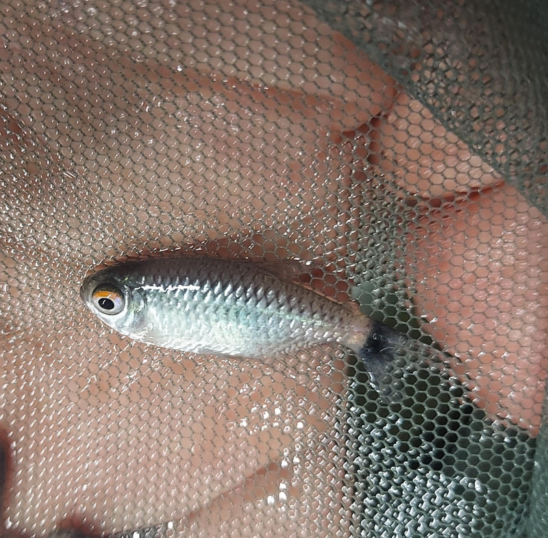 BEAUTIFUL 3 REDEYE TETRA (Moenkhausia sanctaefilomenae)