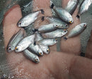 BEAUTIFUL 3 RED EYE TETRA (Moenkhausia sanctaefilomenae)