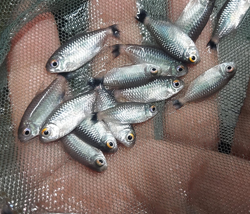 BEAUTIFUL 3 REDEYE TETRA (Moenkhausia sanctaefilomenae)