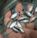 BEAUTIFUL 3 RED EYE TETRA (Moenkhausia sanctaefilomenae)