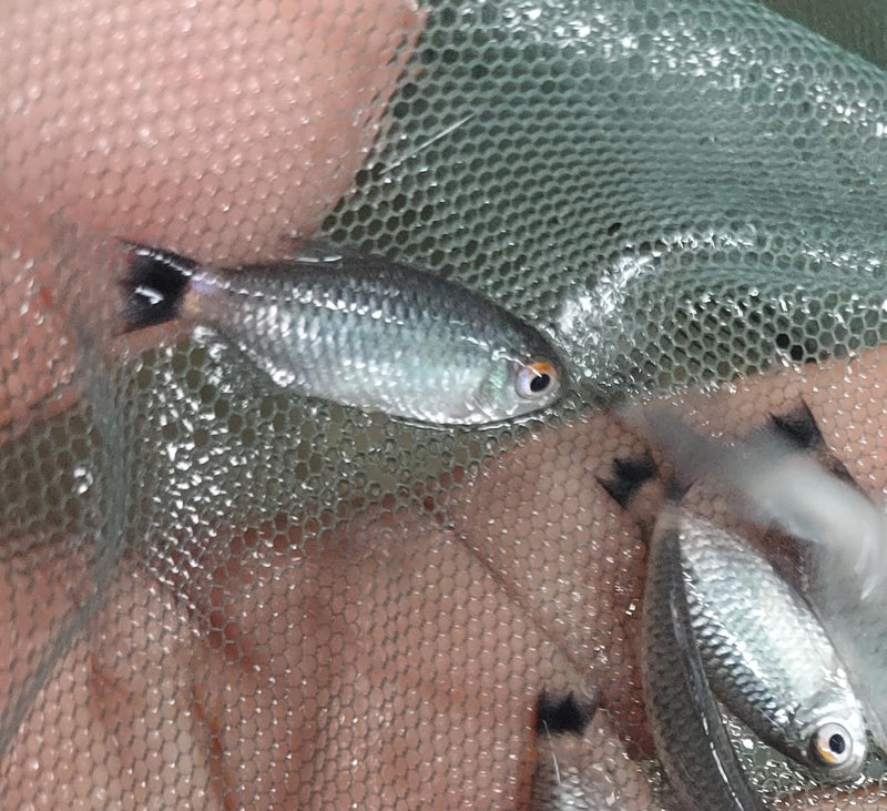 BEAUTIFUL 3 REDEYE TETRA (Moenkhausia sanctaefilomenae)
