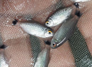 BEAUTIFUL 3 RED EYE TETRA (Moenkhausia sanctaefilomenae)