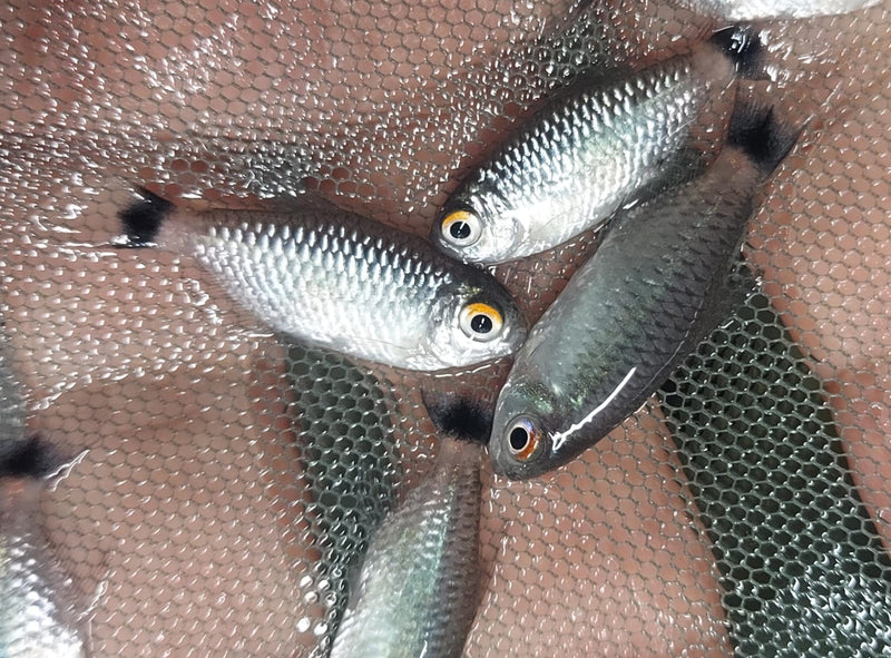 BEAUTIFUL 3 REDEYE TETRA (Moenkhausia sanctaefilomenae)