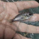 COLORFUL MIDNIGHT PEACOCK 1.5 TO 2" INCHES UNSEXED (Aulonocara Sp)