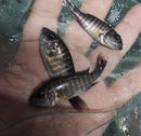 OUTSTANDING NGARA FLAMETAIL PEACOCK 1.5 to 2 INCHES UNSEXED (Aulonocara Sp)
