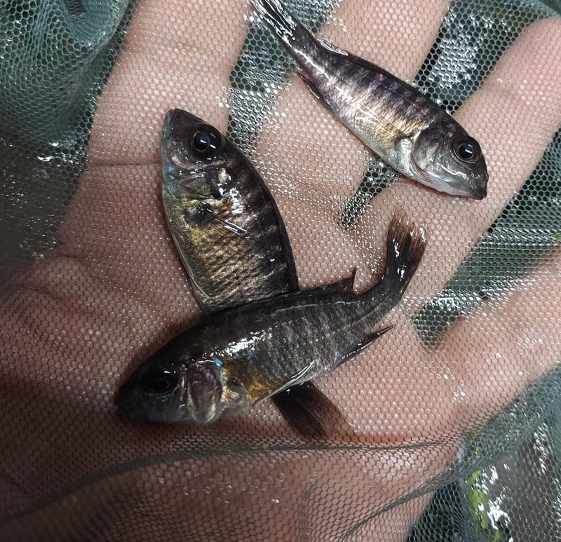 OUTSTANDING NGARA FLAMETAIL PEACOCK 1.5 INCHES UNSEXED (Aulonocara Sp)
