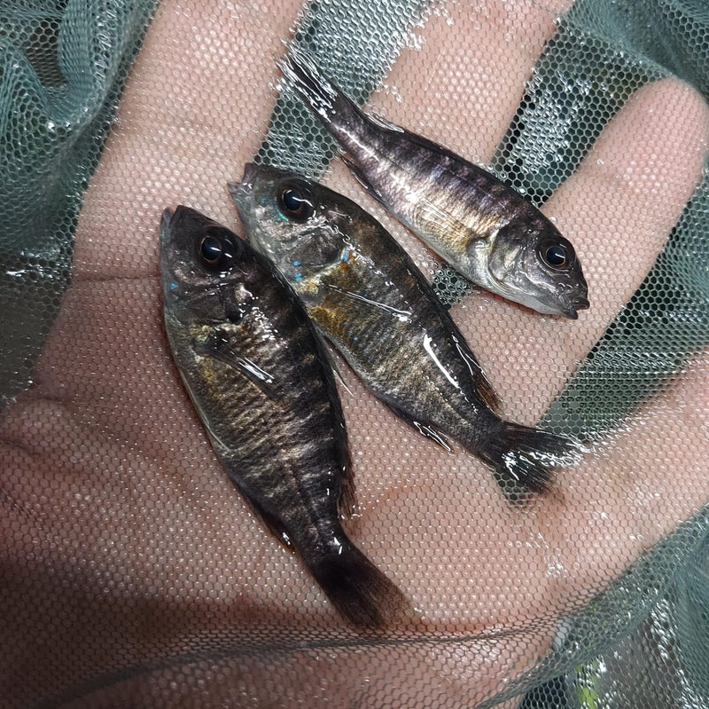OUTSTANDING NGARA FLAMETAIL PEACOCK 1.5 INCHES UNSEXED (Aulonocara Sp)