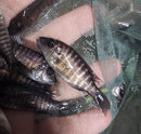 OUTSTANDING NGARA FLAMETAIL PEACOCK 1.5 to 2 INCHES UNSEXED (Aulonocara Sp)