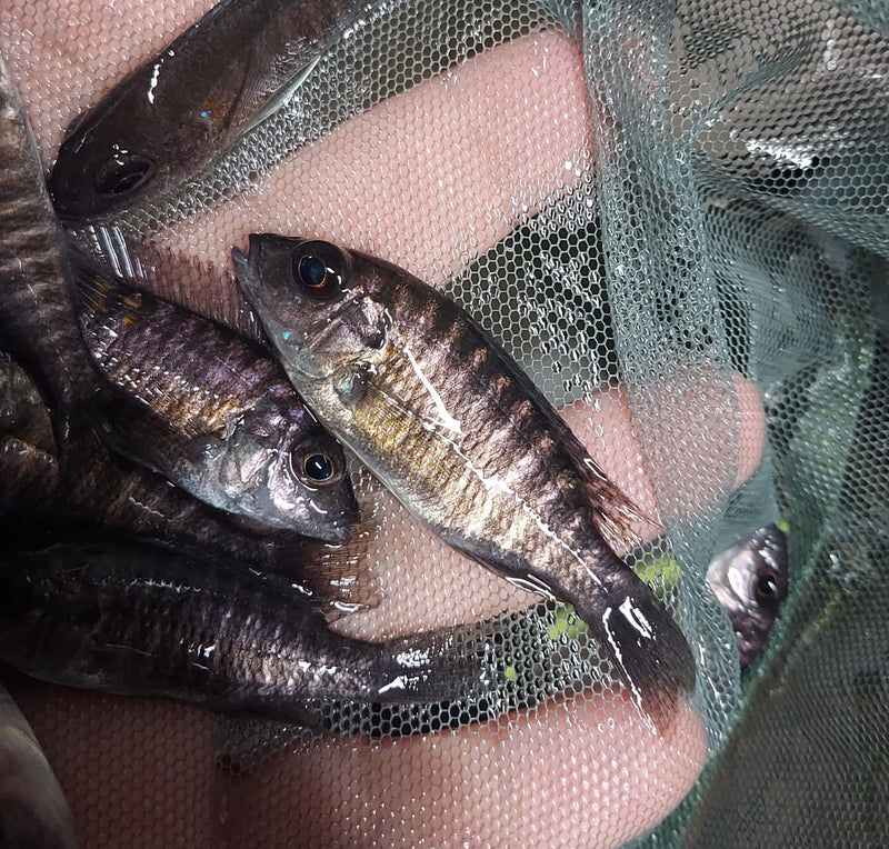 OUTSTANDING NGARA FLAMETAIL PEACOCK 1.5 INCHES UNSEXED (Aulonocara Sp)