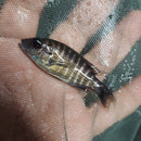 OUTSTANDING NGARA FLAMETAIL PEACOCK 1.5 to 2 INCHES UNSEXED (Aulonocara Sp)