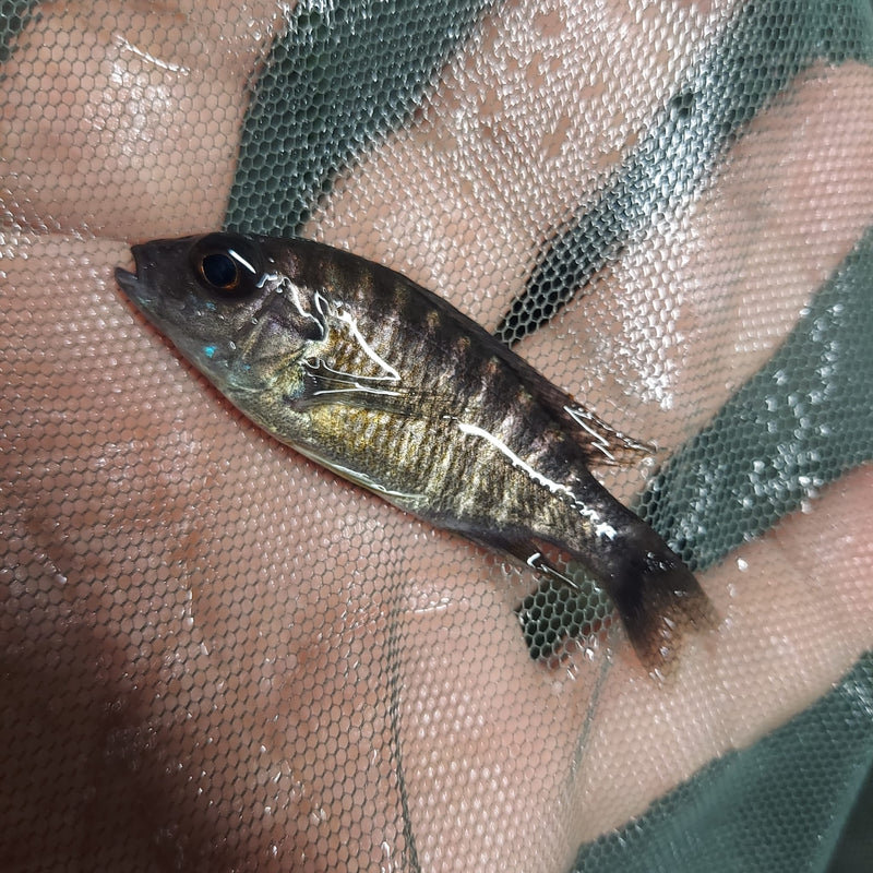 OUTSTANDING NGARA FLAMETAIL PEACOCK 1.5 INCHES UNSEXED (Aulonocara Sp)
