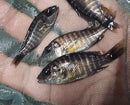 OUTSTANDING NGARA FLAMETAIL PEACOCK 1.5 to 2 INCHES UNSEXED (Aulonocara Sp)