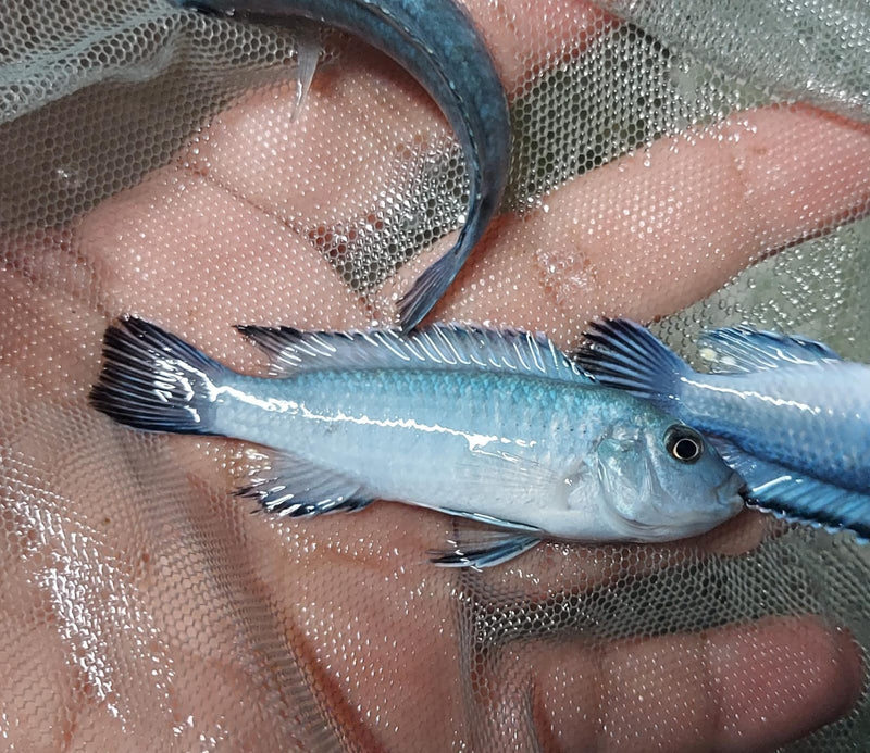 GREAT SOCOLOFI CICHLID 1.5" UNSEXED (Pseudotropheus socolofi)
