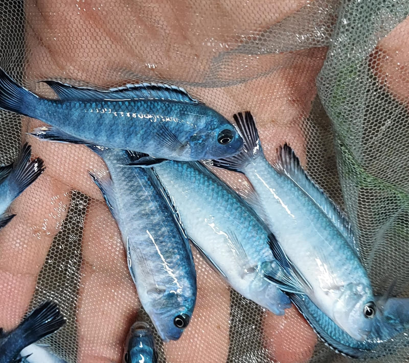 GREAT SOCOLOFI CICHLID 1.5" UNSEXED (Pseudotropheus socolofi)