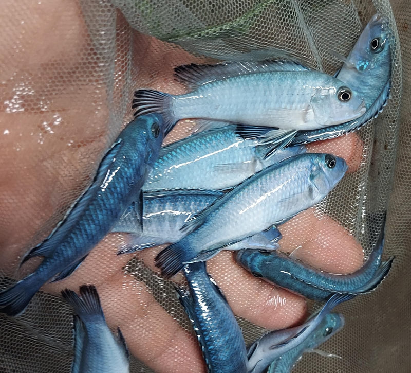 GREAT SOCOLOFI CICHLID 1.5" UNSEXED (Pseudotropheus socolofi)
