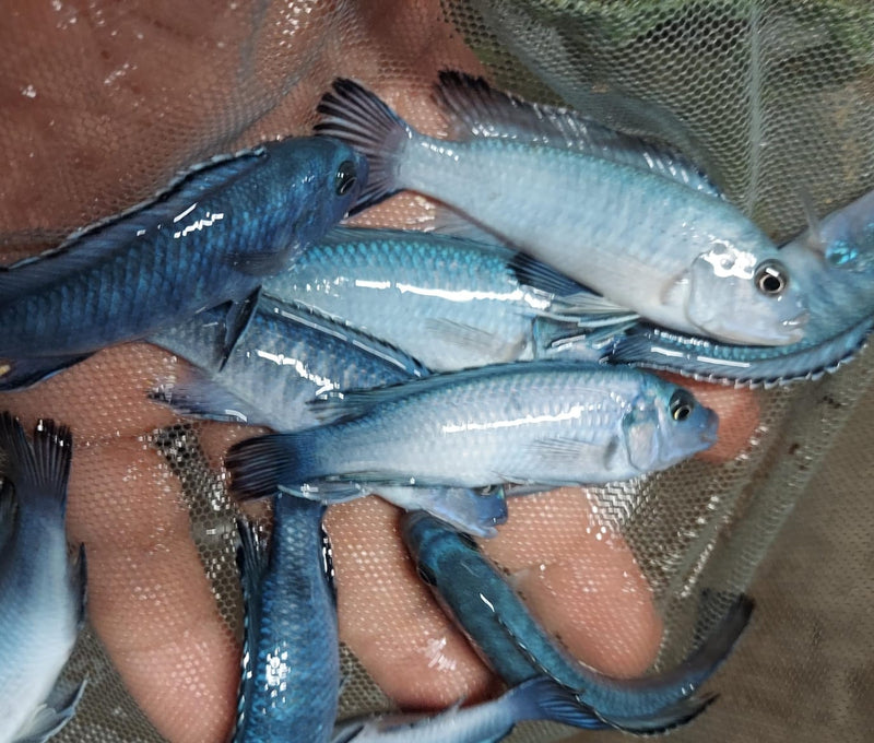 GREAT SOCOLOFI CICHLID 1.5" UNSEXED (Pseudotropheus socolofi)