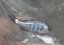 GREAT STAR SAPPHIRE UNSEXED 1.5" (Placidochromis sp.)