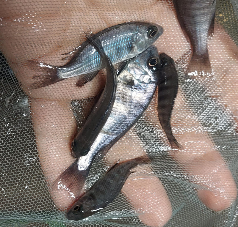 GREAT STAR SAPPHIRE UNSEXED 1.5" (Placidochromis sp.)
