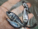 GREAT STAR SAPPHIRE UNSEXED 1.5" (Placidochromis sp.)