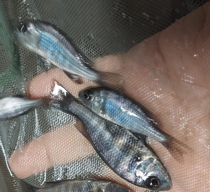 GREAT STAR SAPPHIRE UNSEXED 1.5" (Placidochromis sp.)