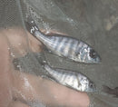 GREAT STAR SAPPHIRE UNSEXED 1.5" (Placidochromis sp.)